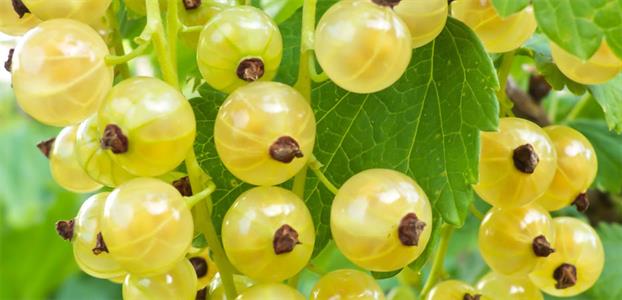 White currant shrub