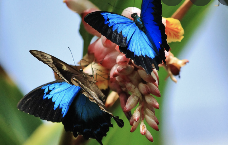 Butterfly Sanctuary