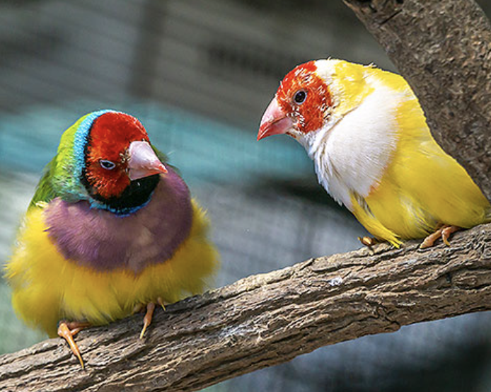 Bird World