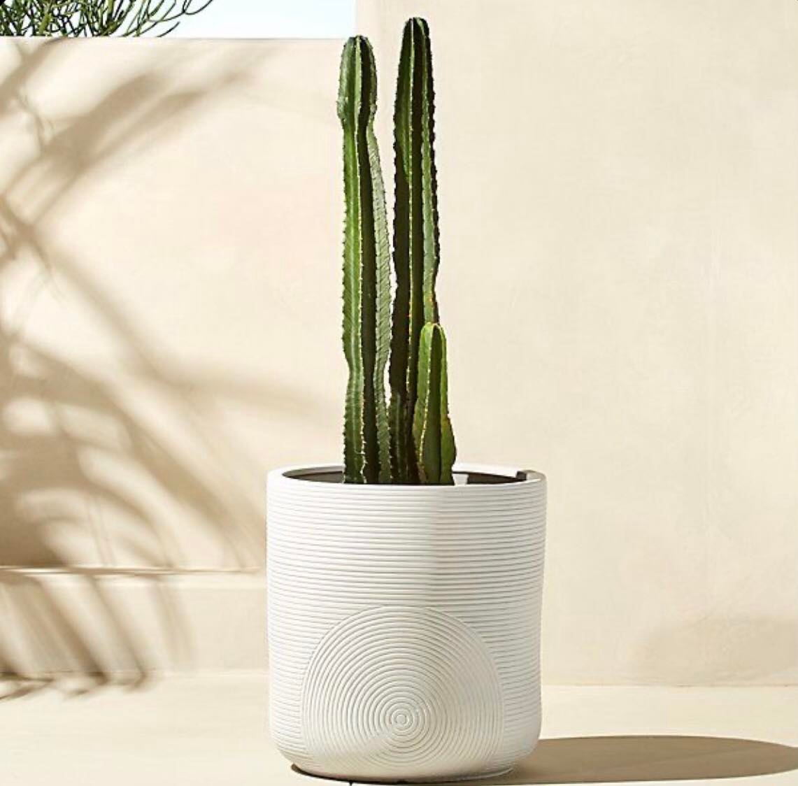 Cactus!