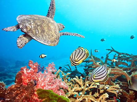 Snorkelling Tour in Kauai