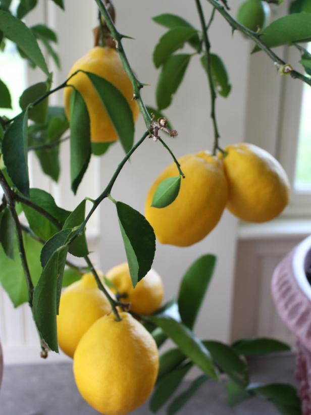 A beautiful lemon tree that we don't kill, because you gave it to us