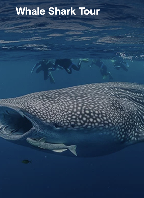 Whale Shark Snorkel for 2