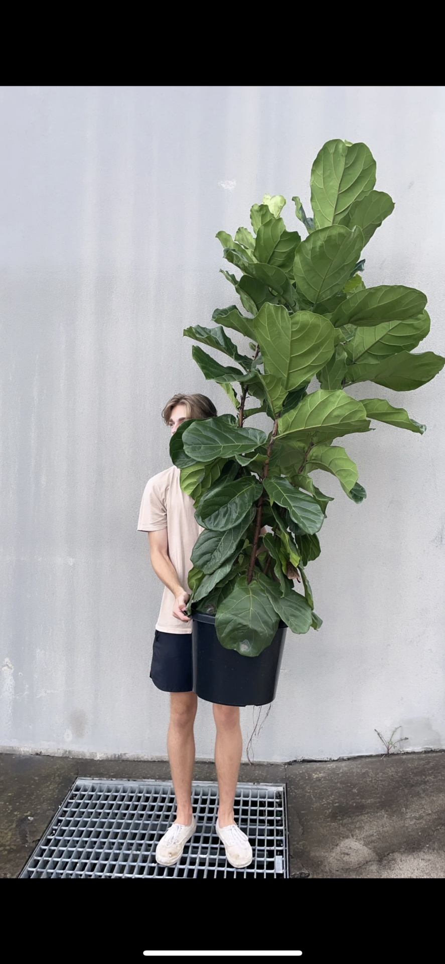 Large, oversized plants
