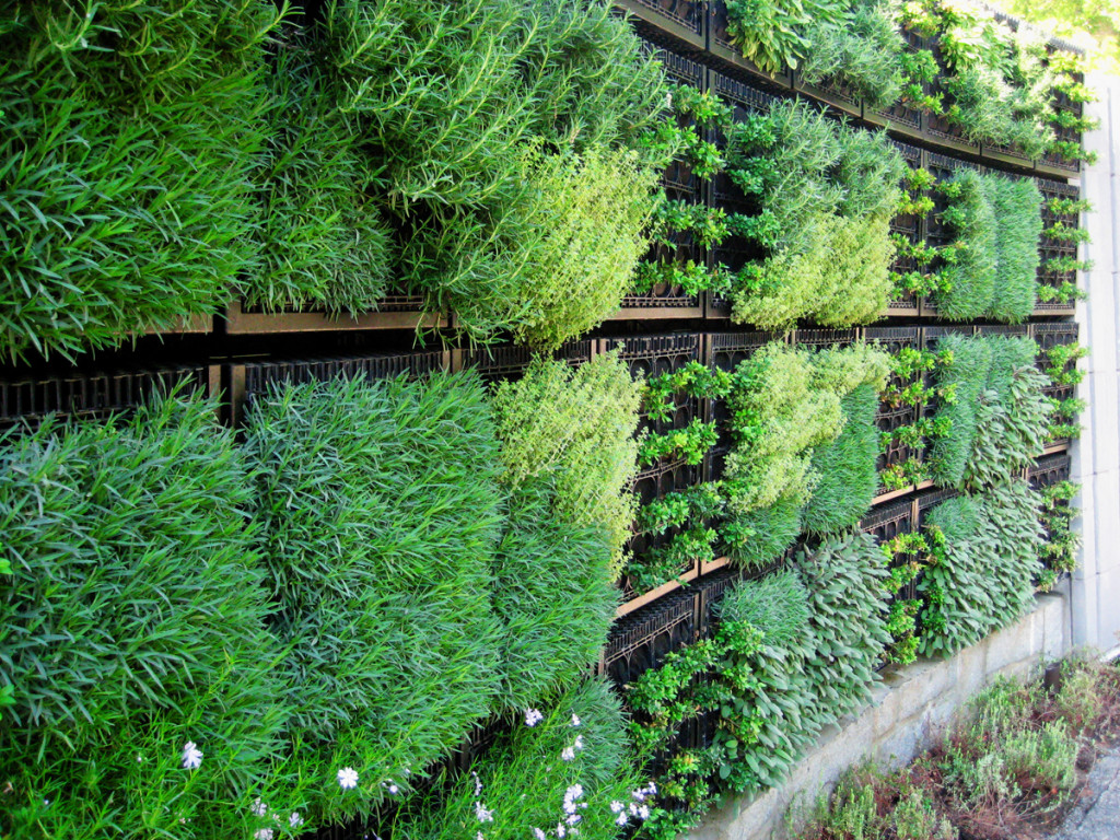 Outdoor Green Wall