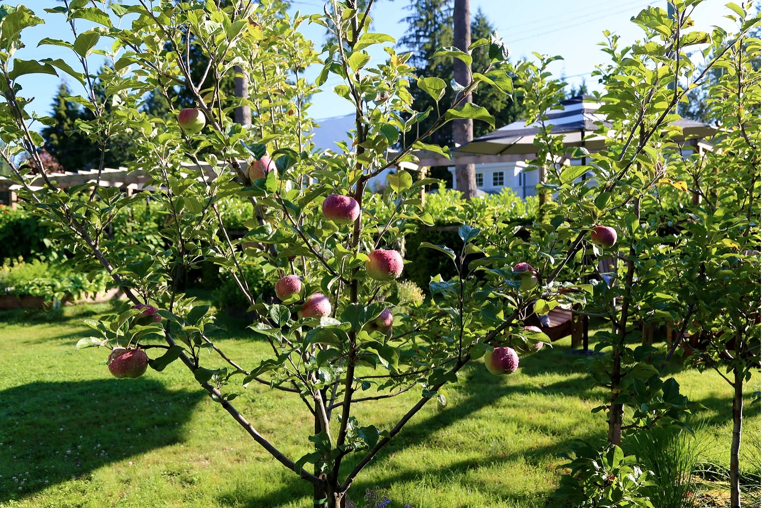 Fruit Trees