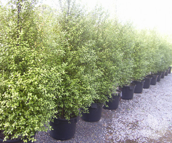 Small pittosporum trees