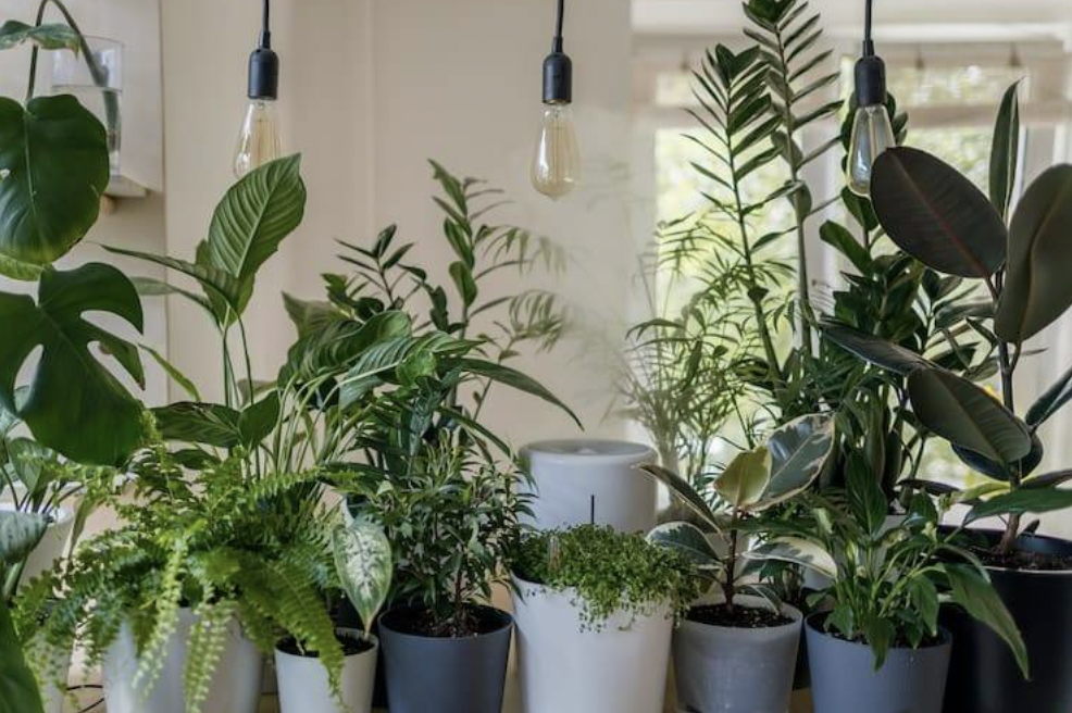 Indoor Plants