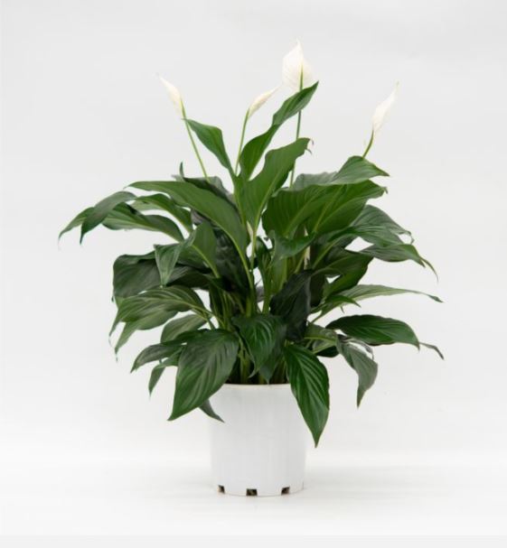 Indoor Plant Peace Lily