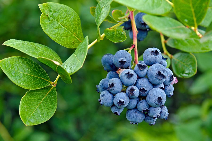 Blueberry bushes