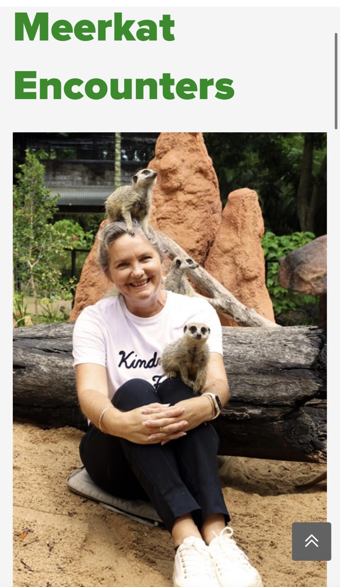 Meerkat Encounter rocky zoo