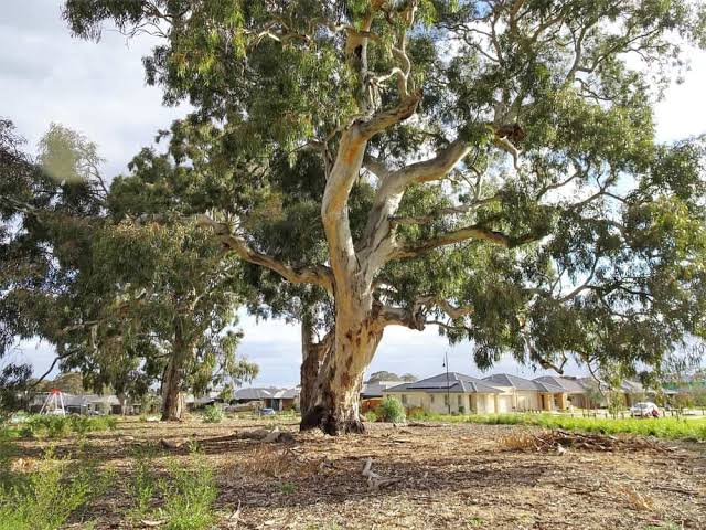 River Red Gum - Angelica and Kev