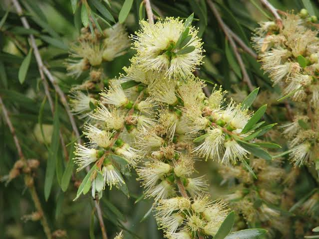 River Bottle Brush