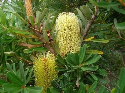 Silver Banksia