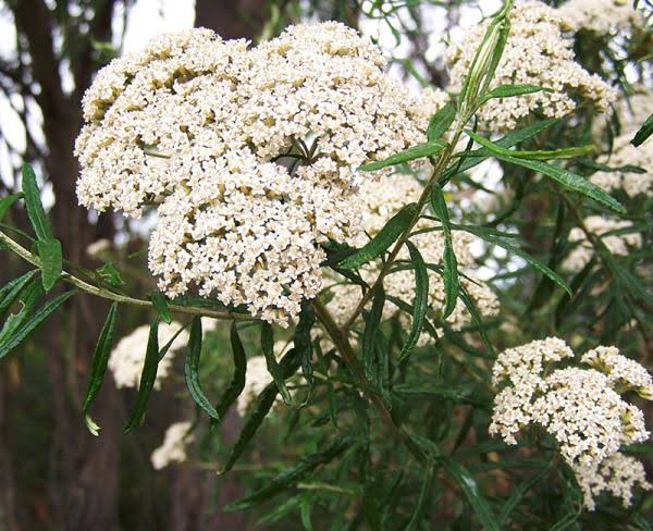 Tree Everlasting