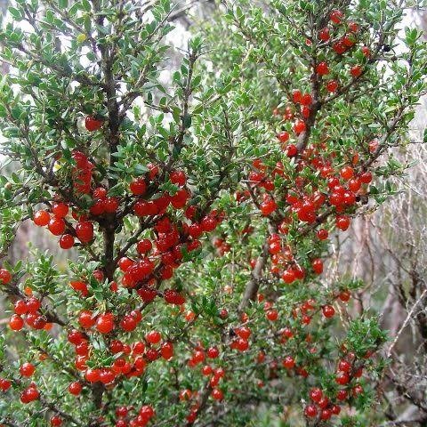 Prickly Currant Bush