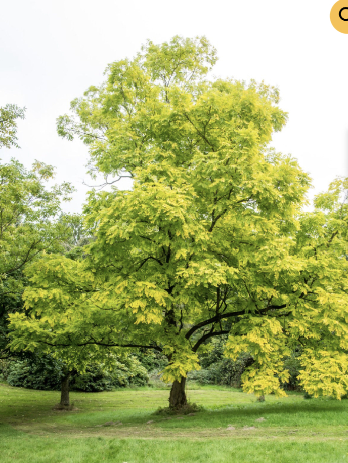 Golden Robinia