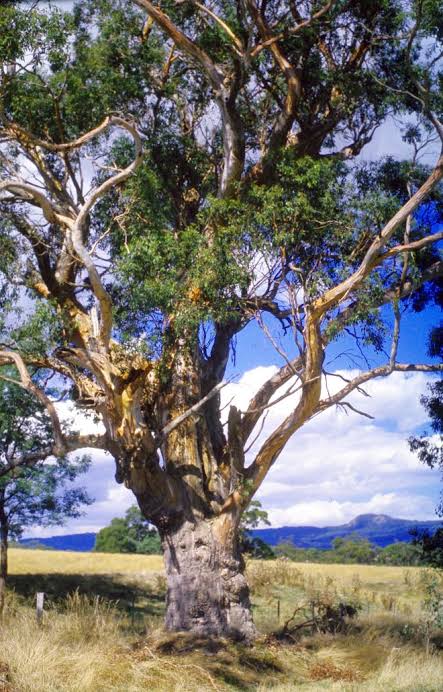 Swamp Gum