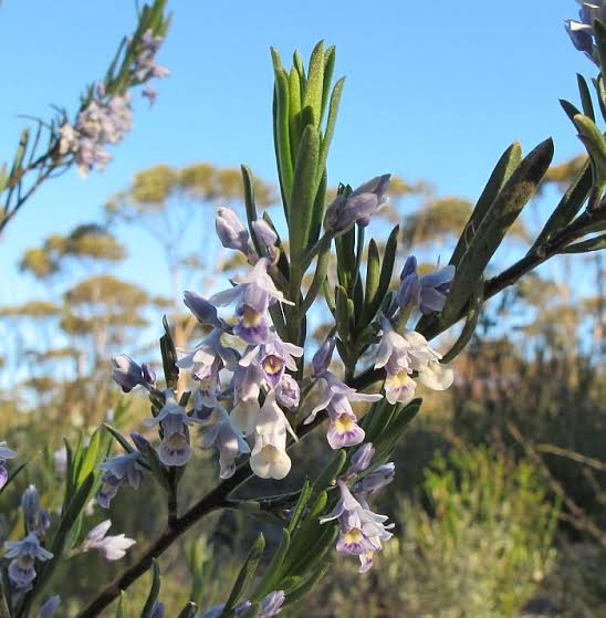 Shrub Violet - HYBANTHUS floribundus