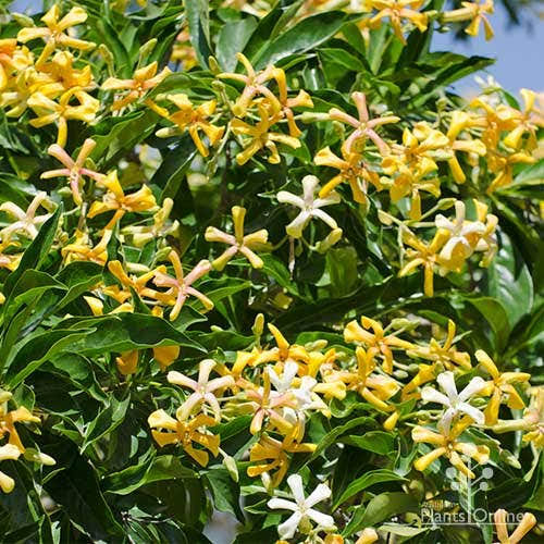 Native Frangipani