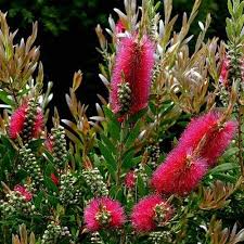 Callistemon Hot Pink - Jo Collins