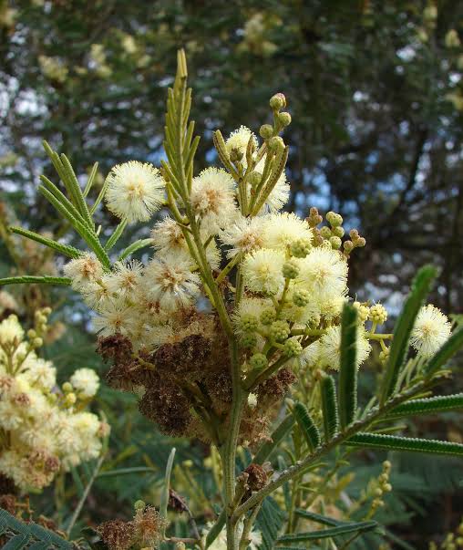 Black Wattle