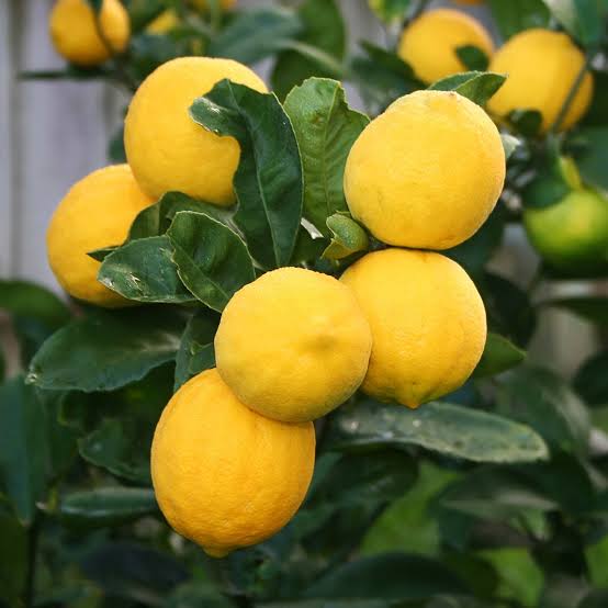 Meyer Lemon Tree - Quill Howard