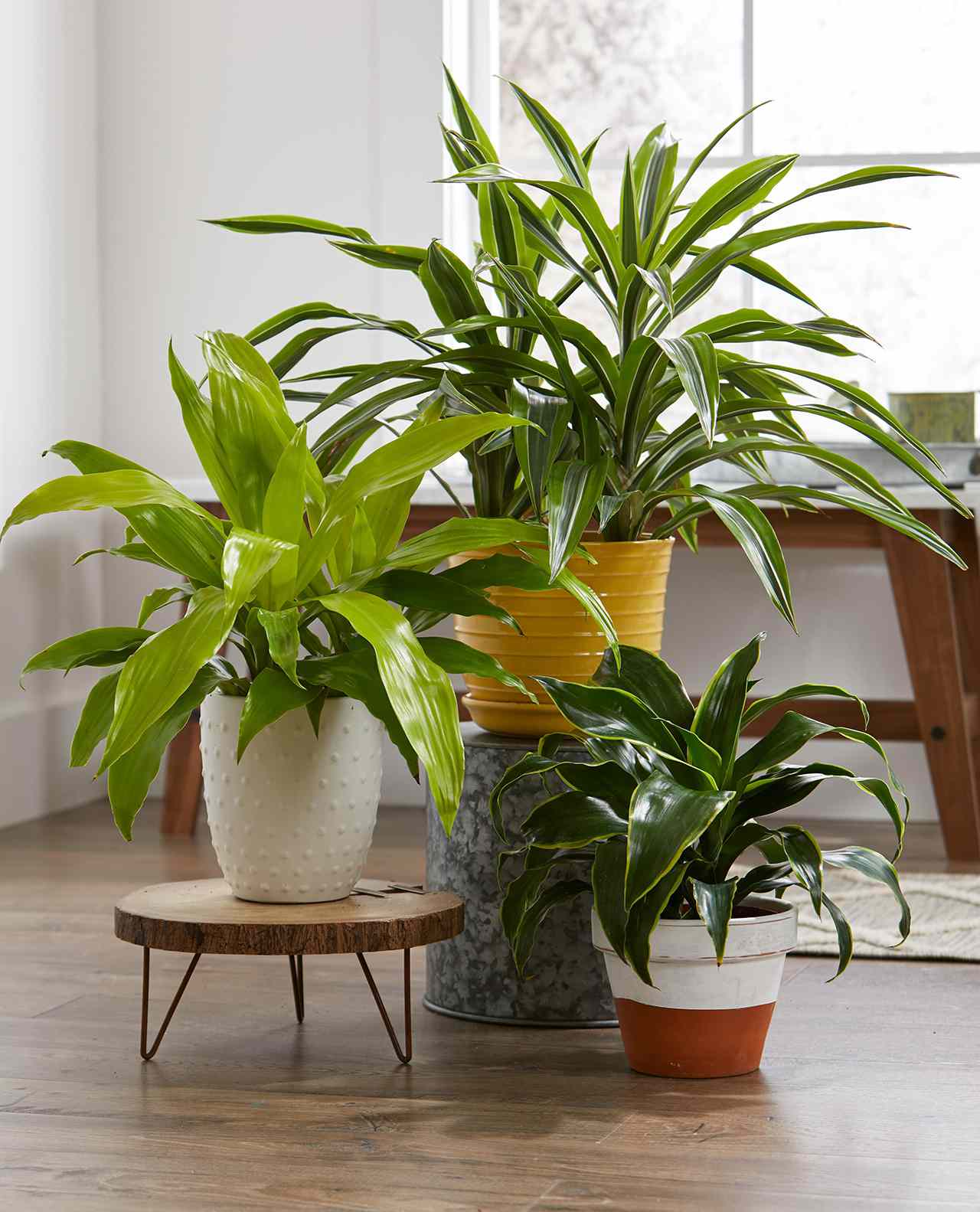 House plants