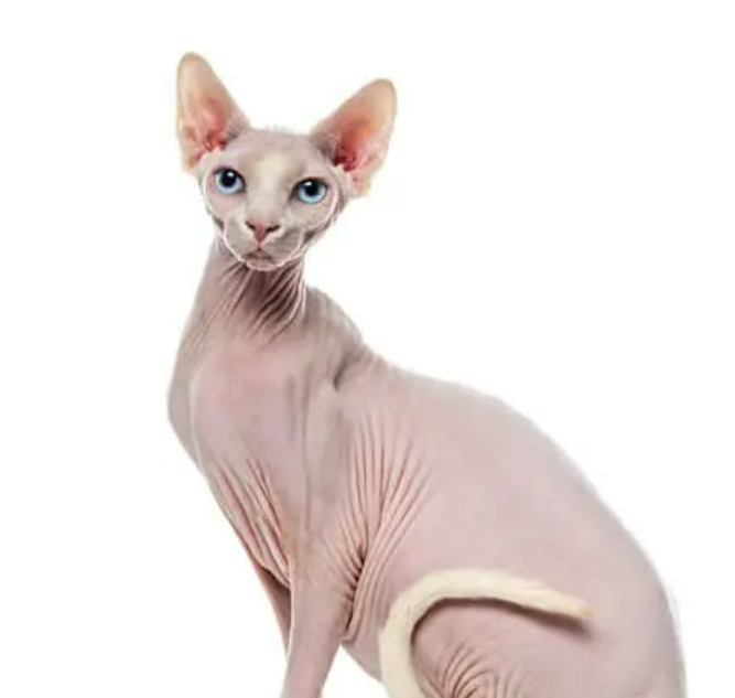 Sphynx Cat