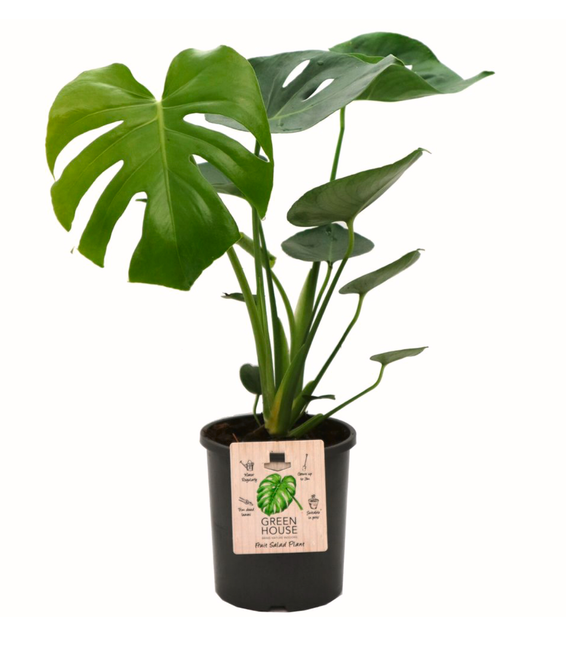 Monstera