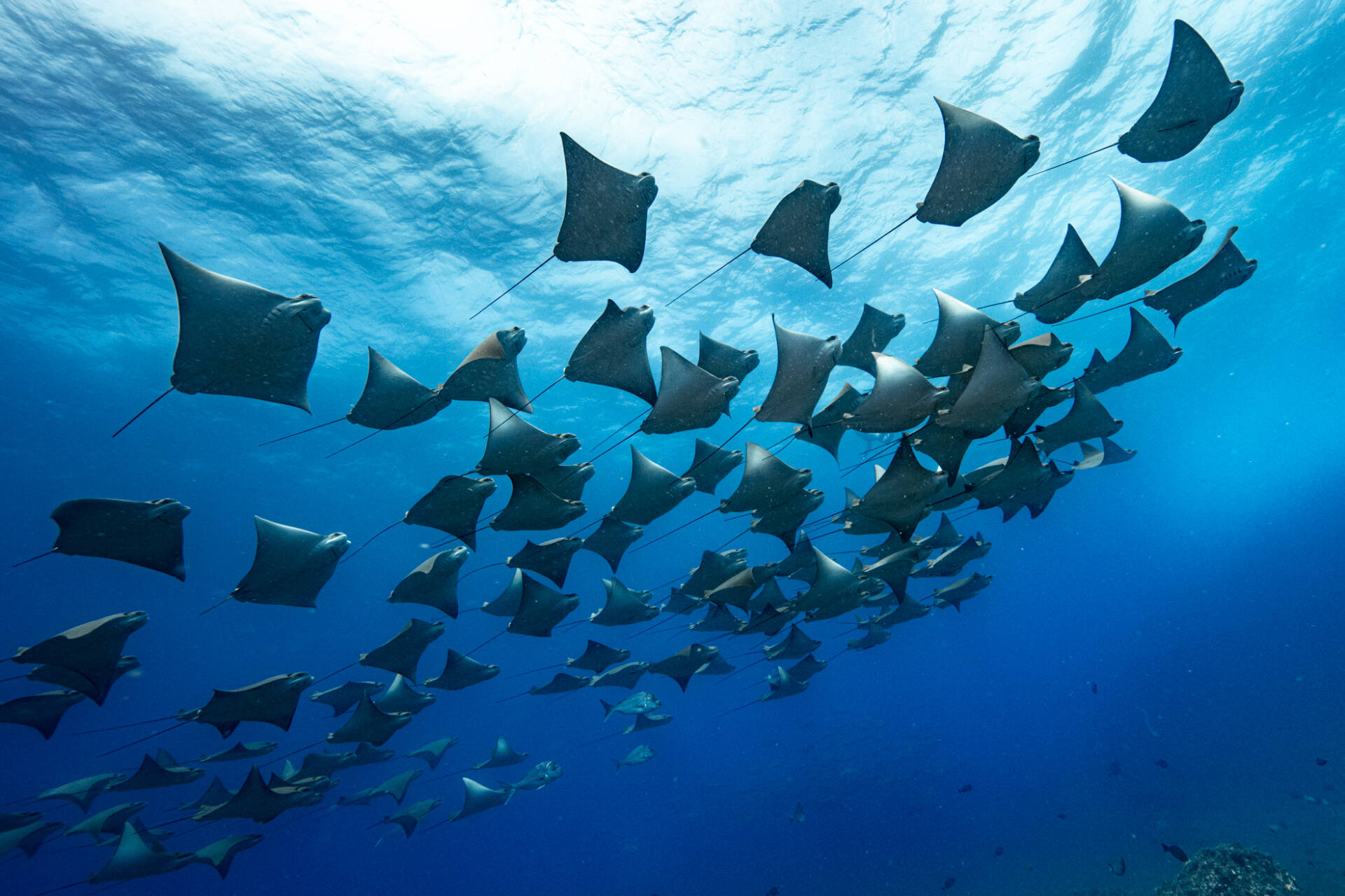 Dive Trip