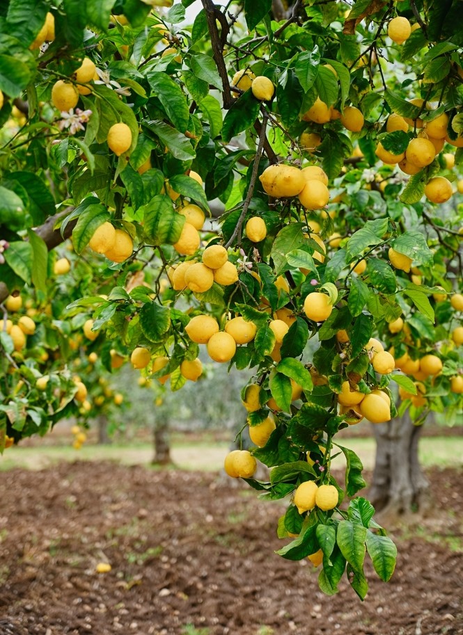 Lemon Tree