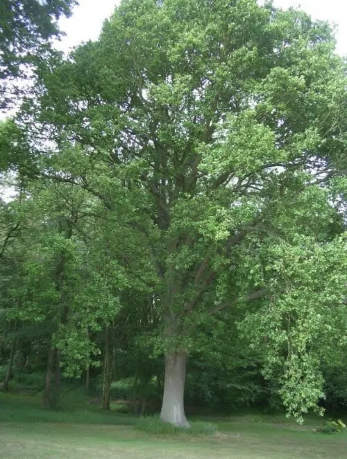 English Oak Tree