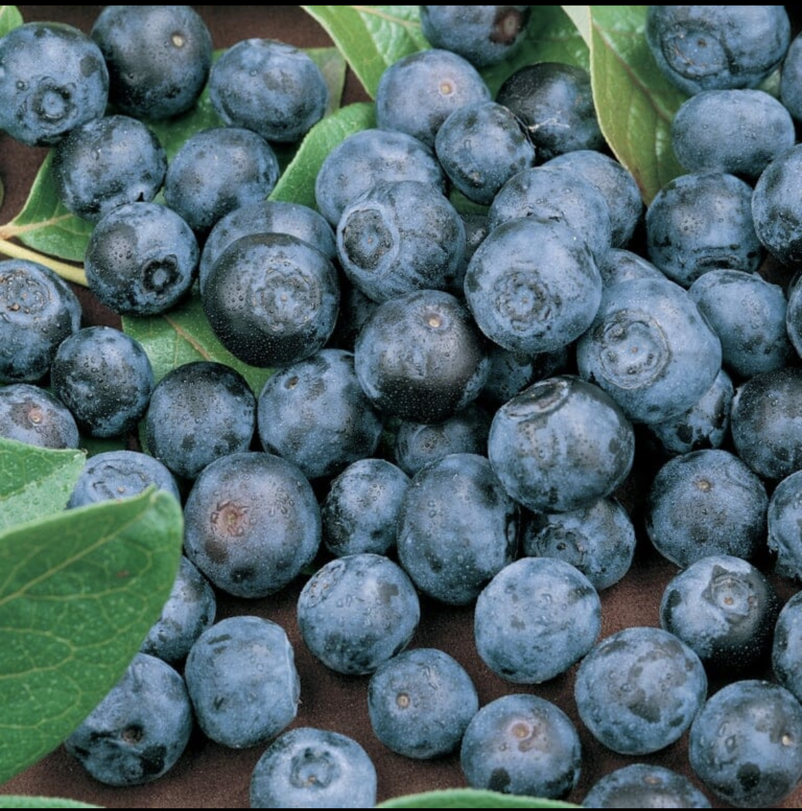 Blueberry Tree