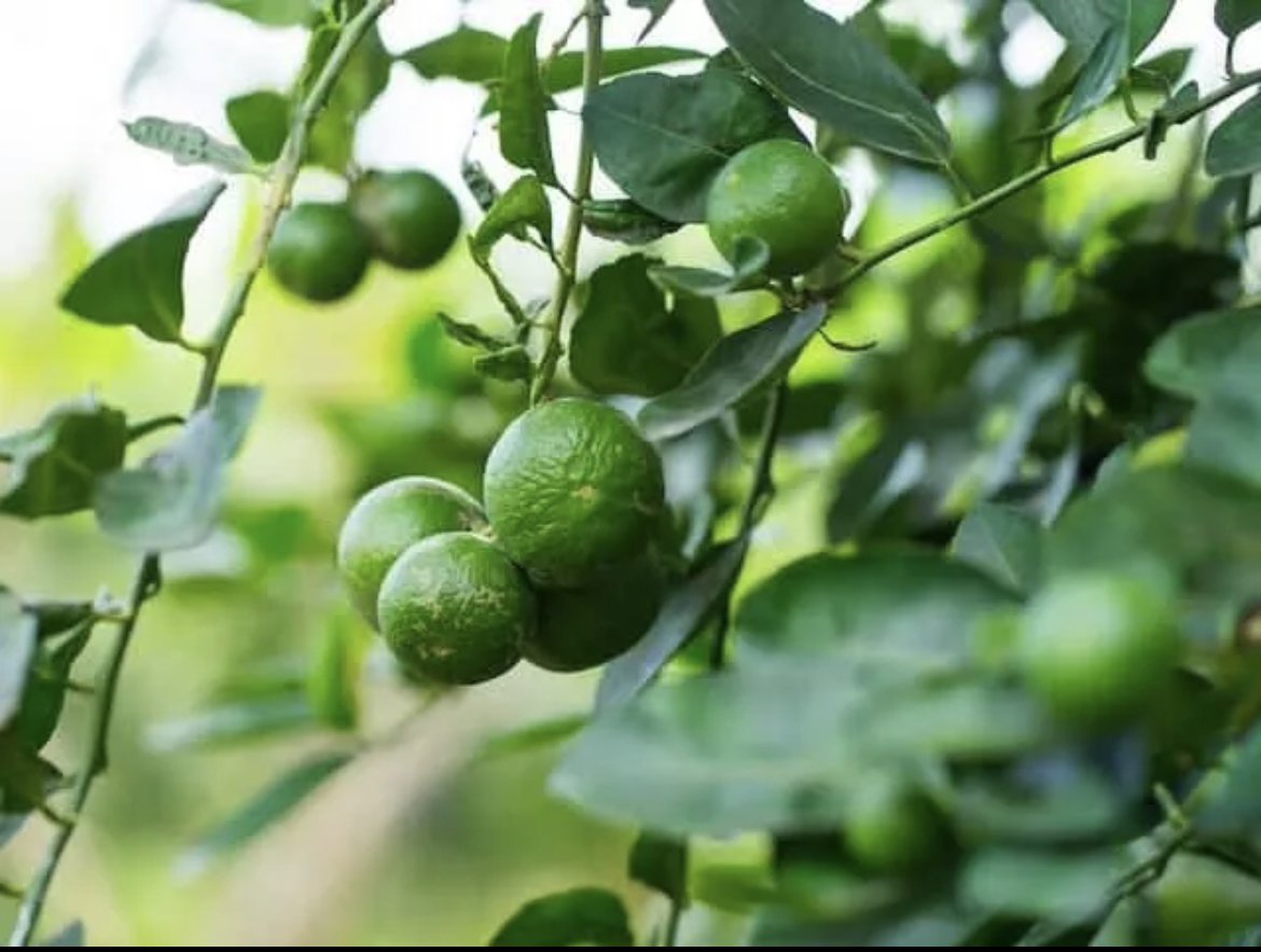 Lime Tree