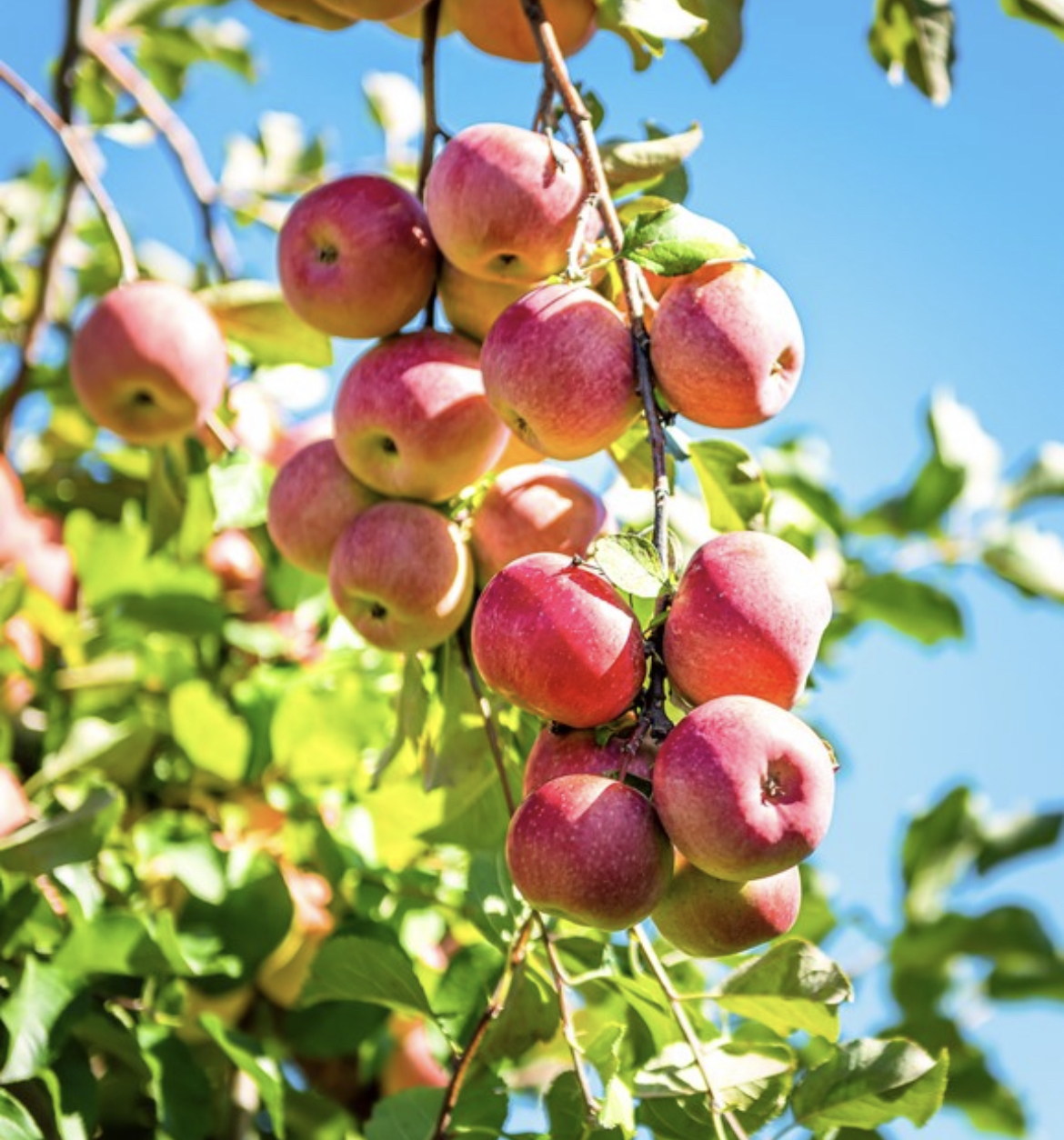 Pink Lady Apple Tree