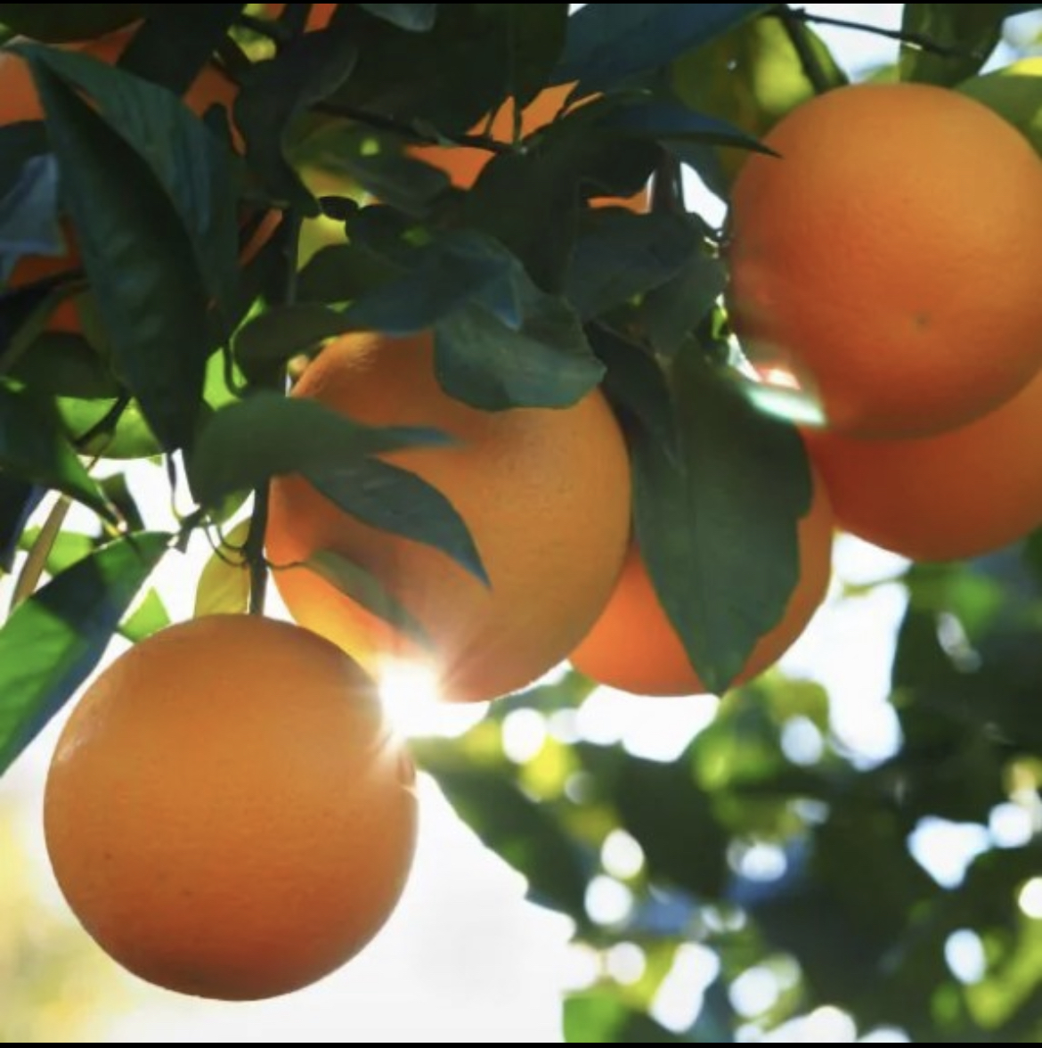 Orange Tree
