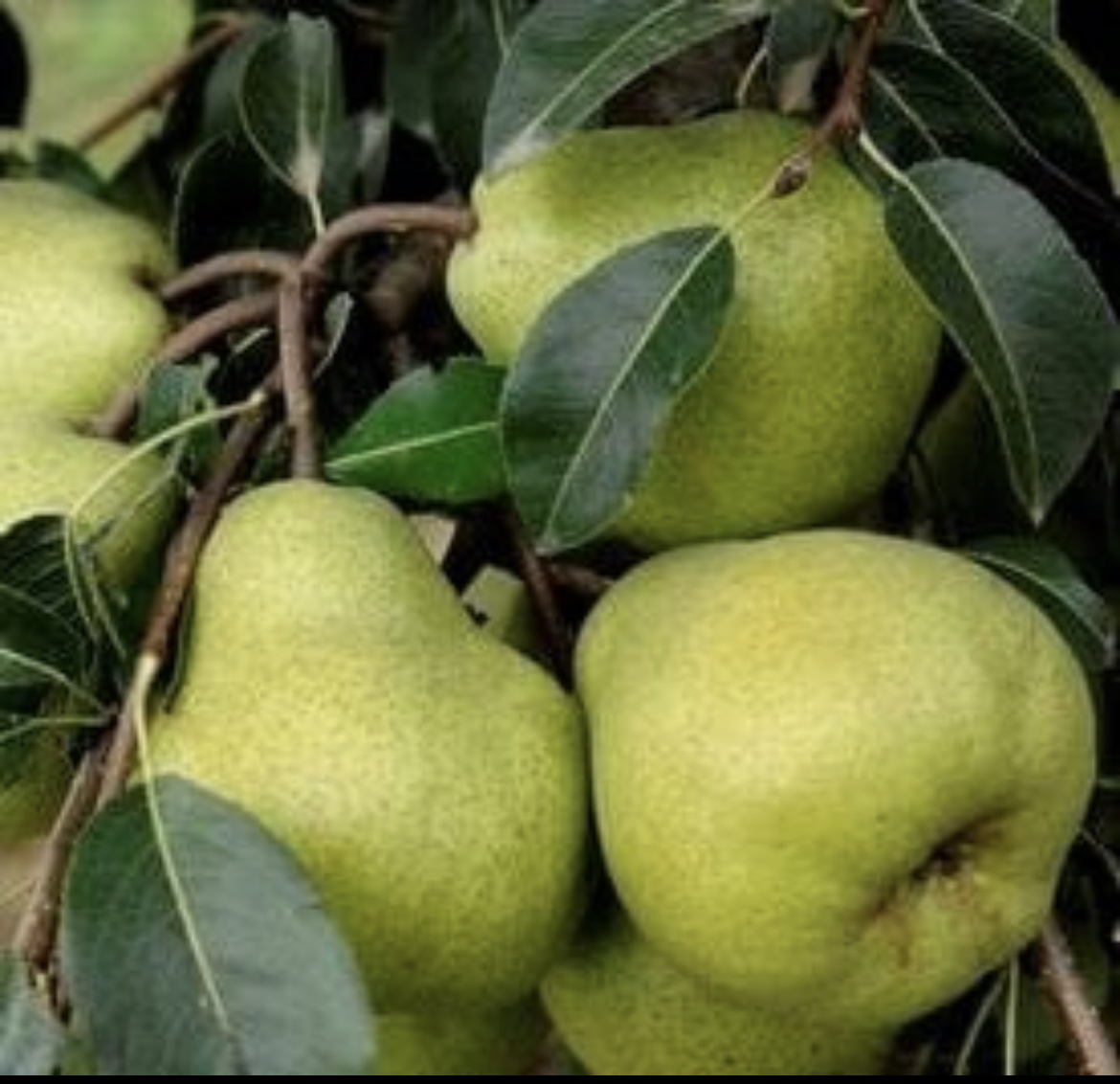 Pear Tree