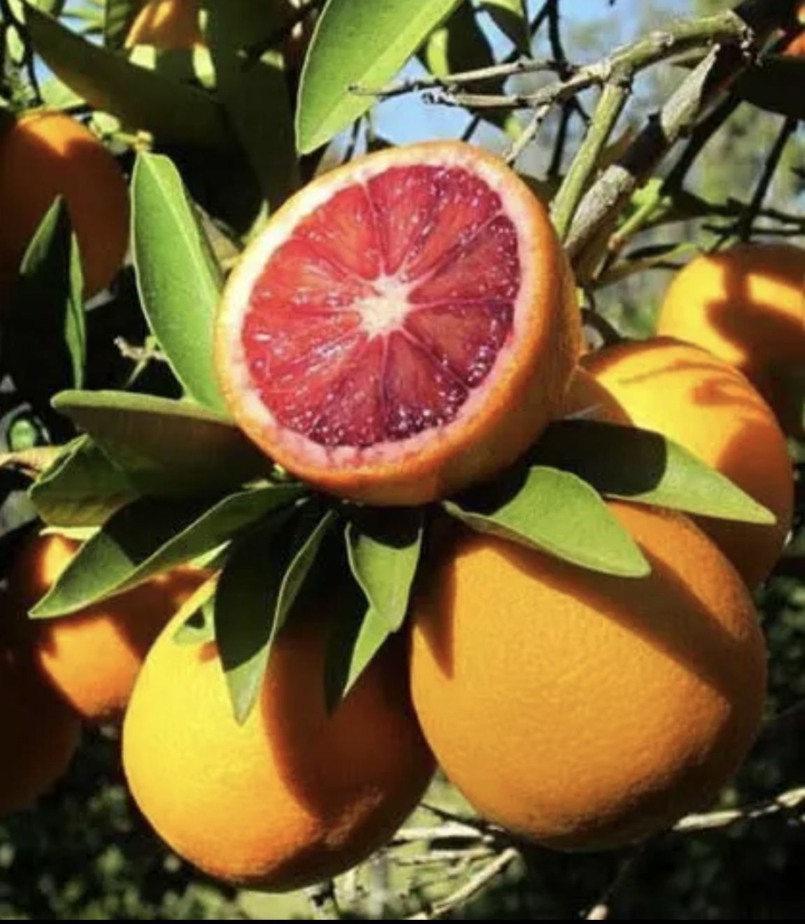 Blood orange Tree