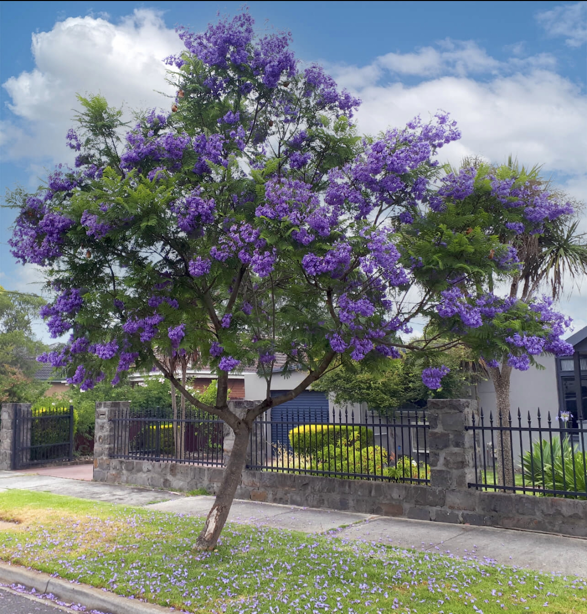 Jacaranda Tree