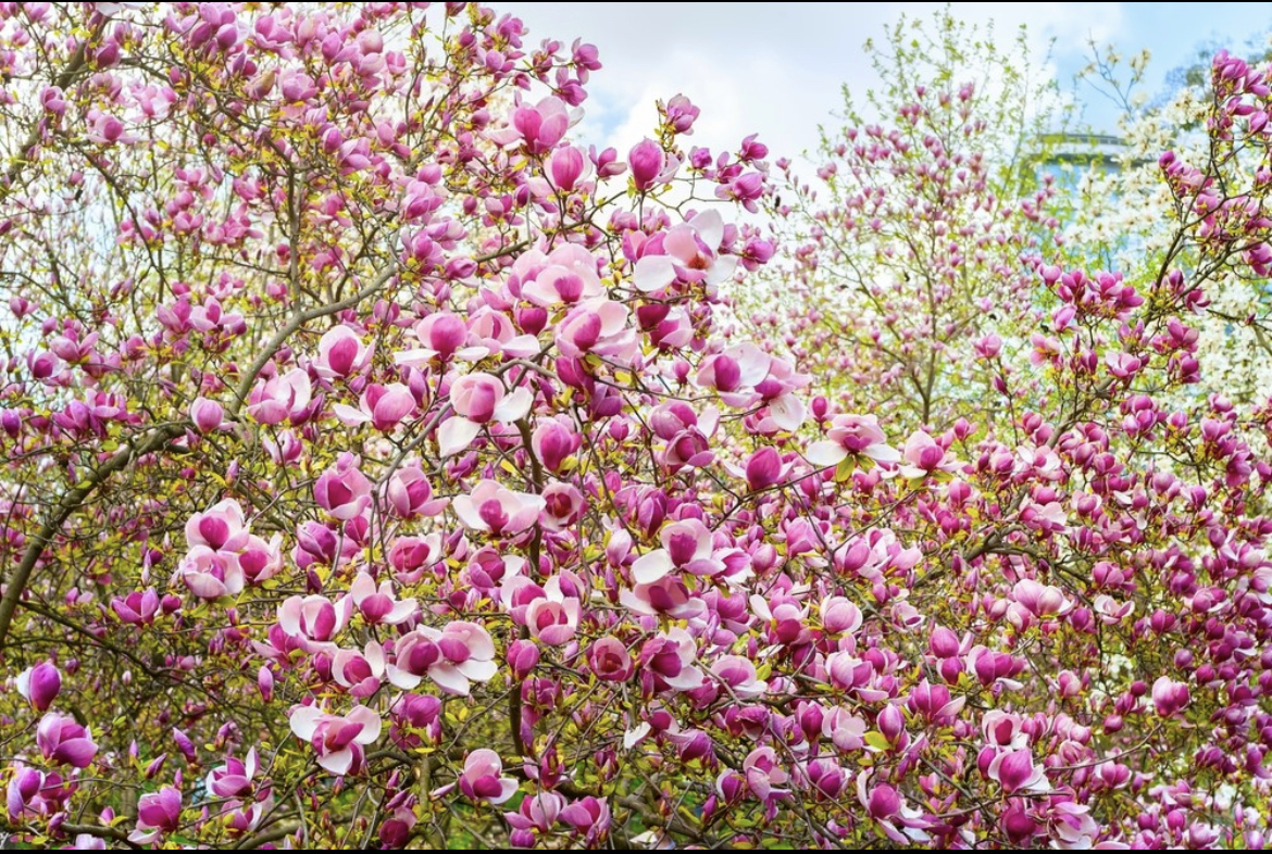 Magnolia Tree