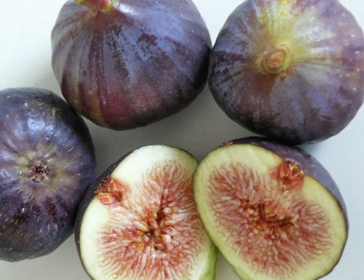 Fig Tree
