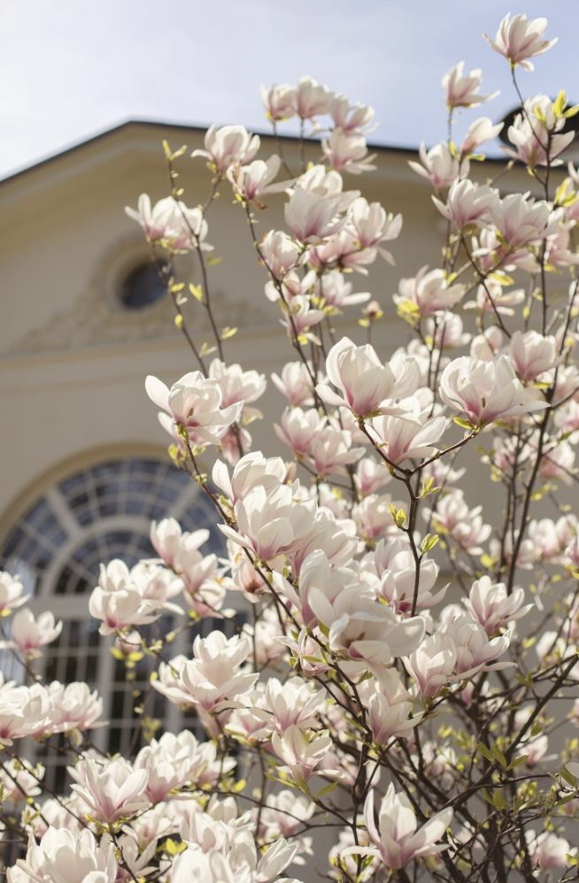Magnolia Tree