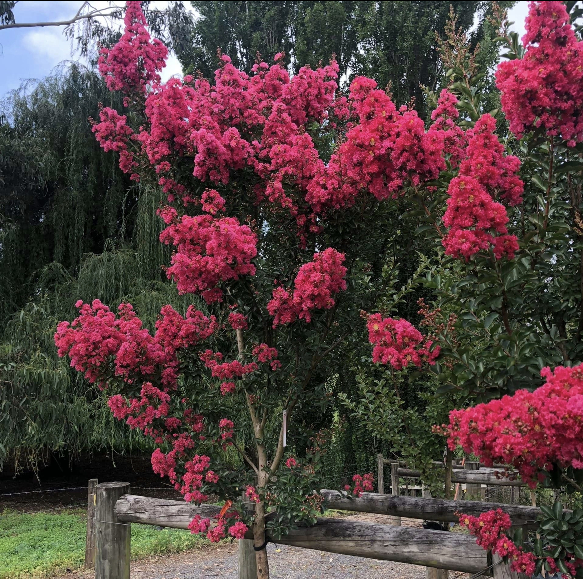 Crepe Myrtle