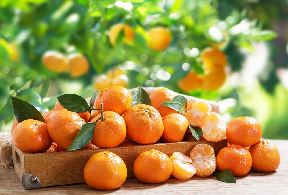 Mandarin Tree