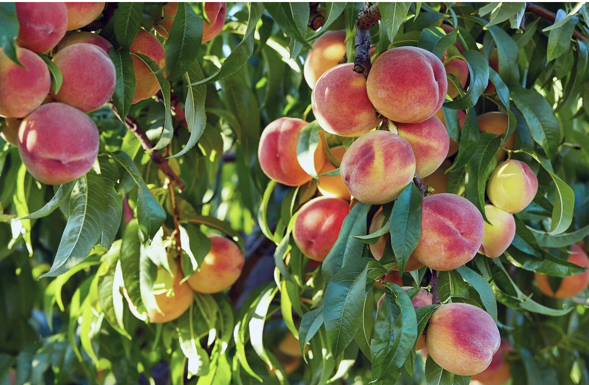 Peach Tree