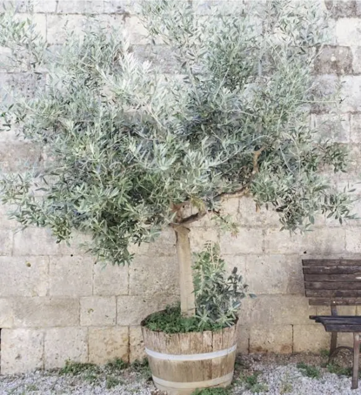 Olive Tree