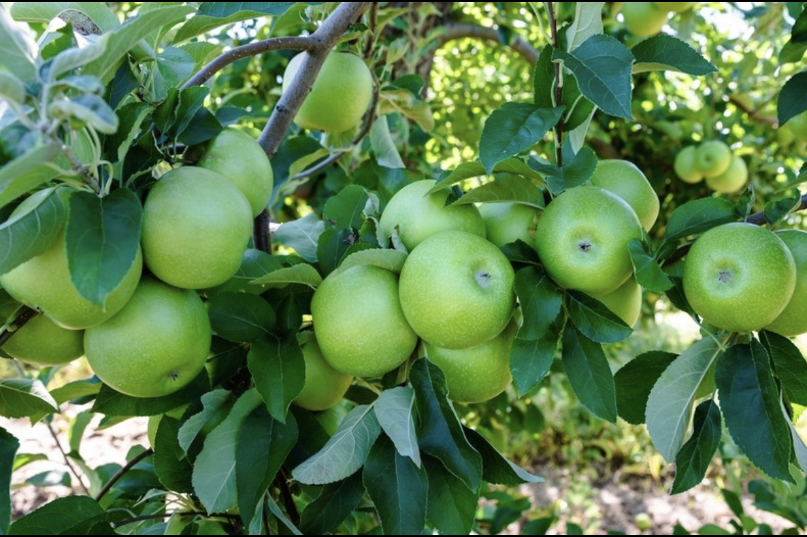 Granny Smith Apple Tree