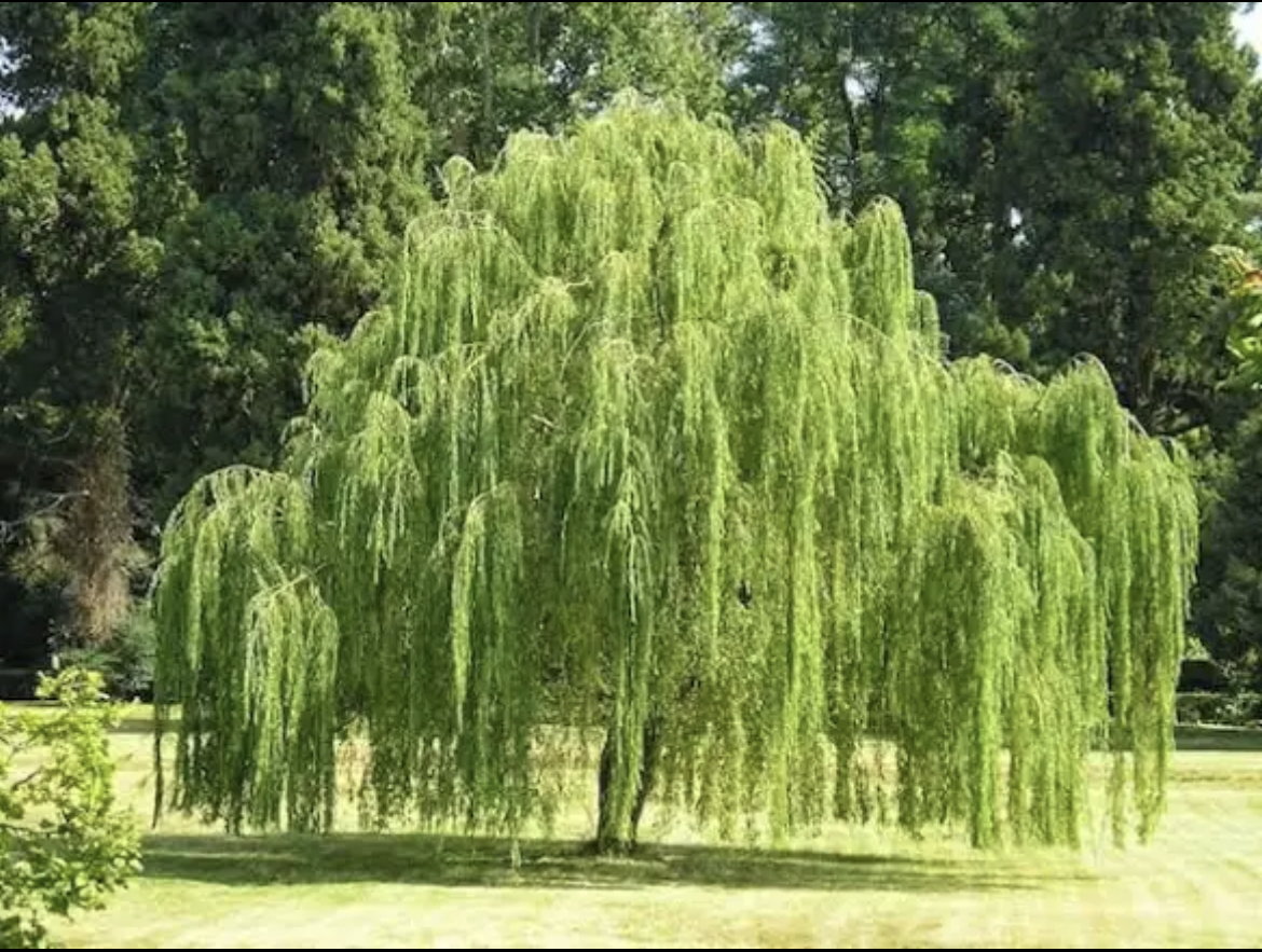 Salix Weeping Willow Tree
