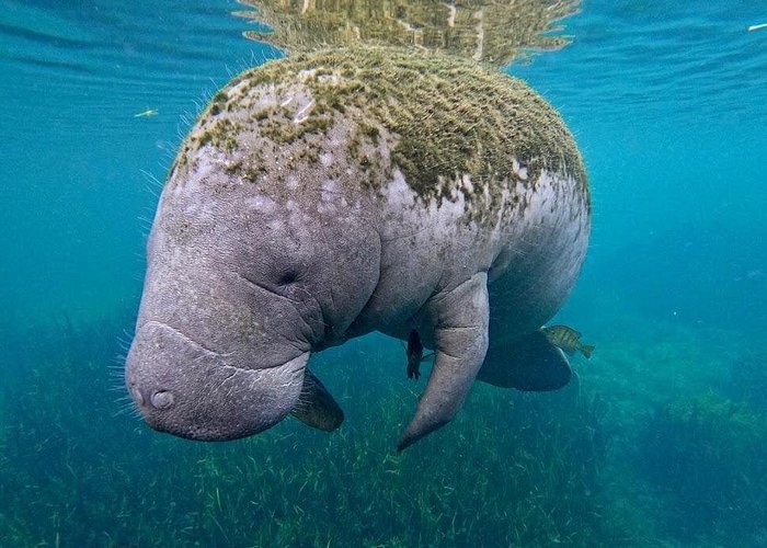 Florida - Manatees